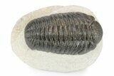 Fat Morocops Trilobite - Ofaten, Morocco #341174-1